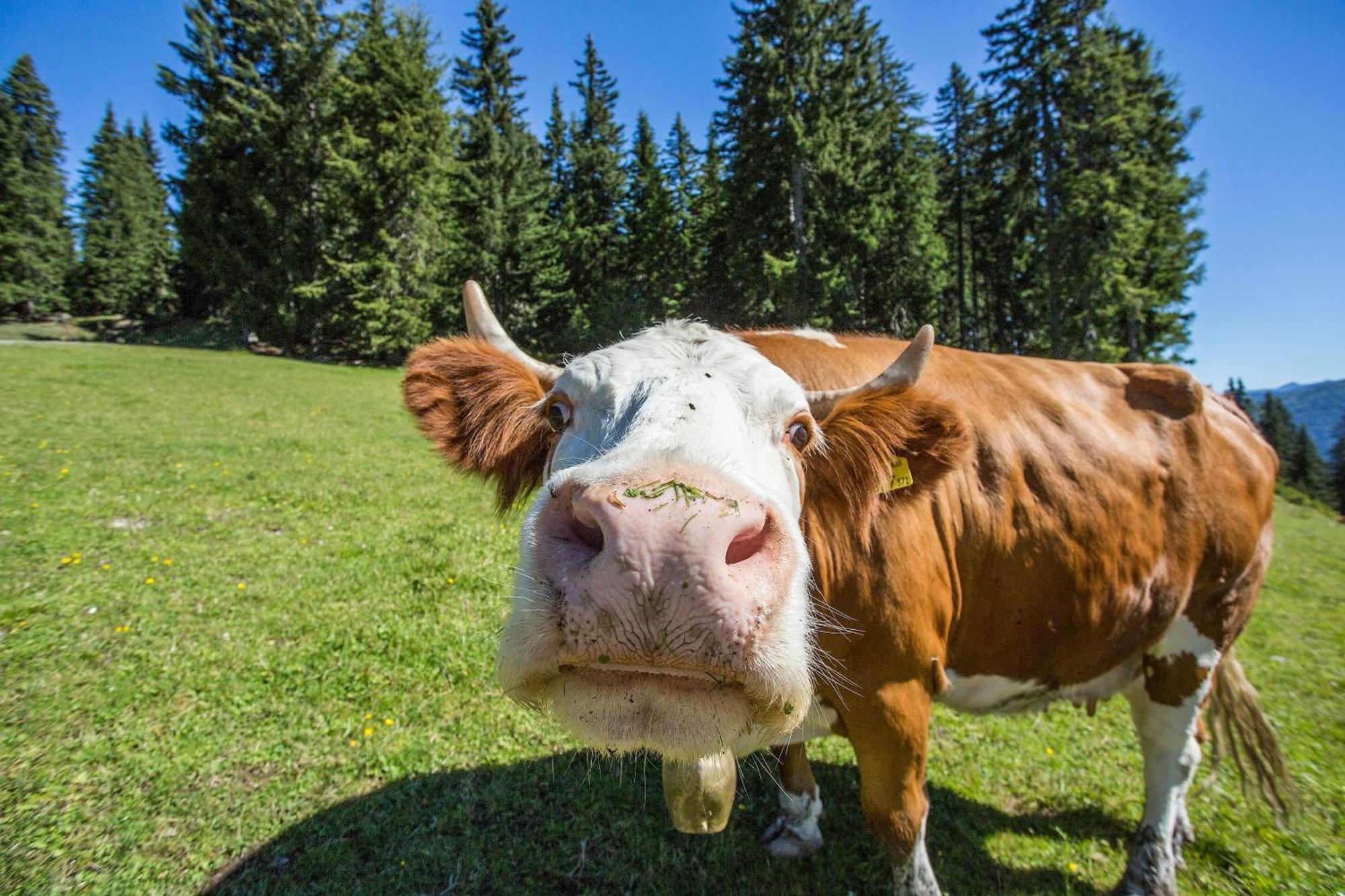 Alpenzeit *